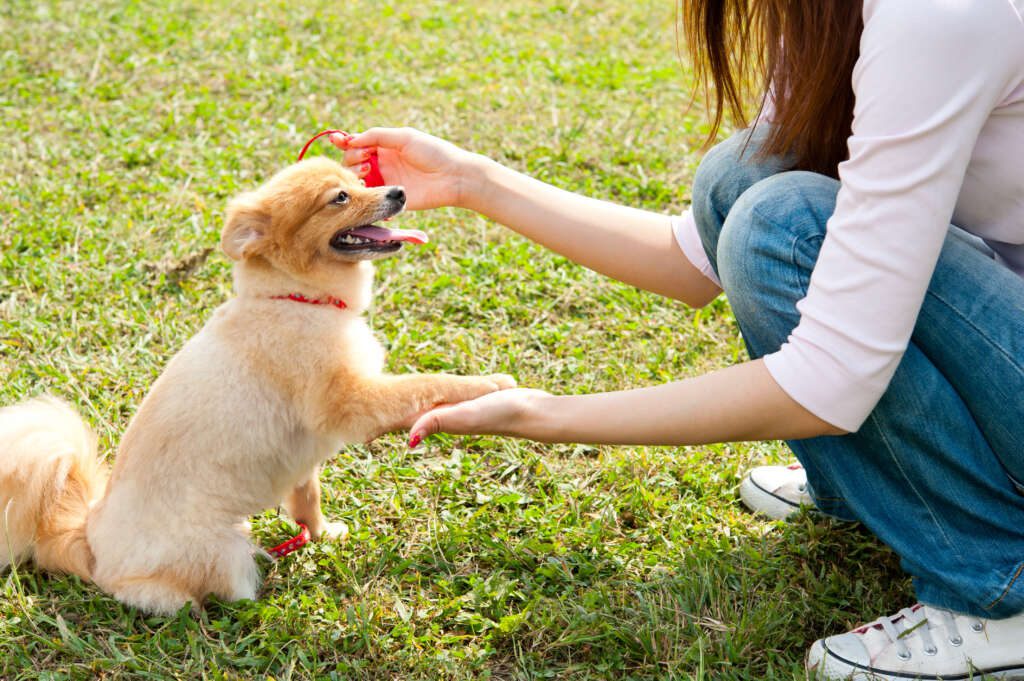 woman training dog outside