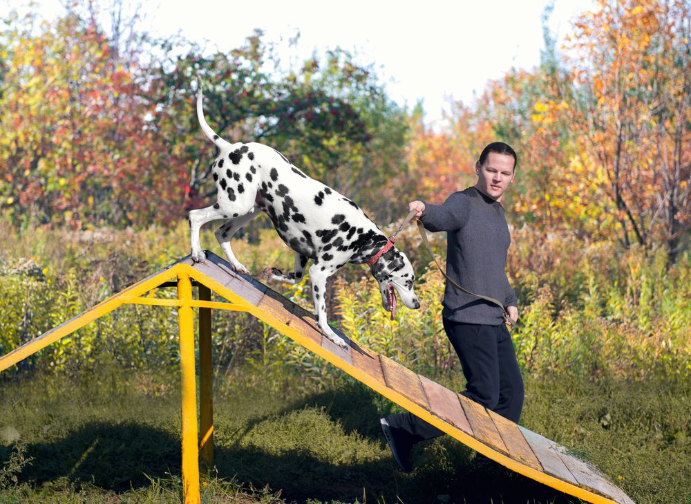 spotted dog agility training