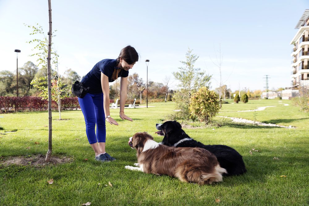 two dogs in obedience training