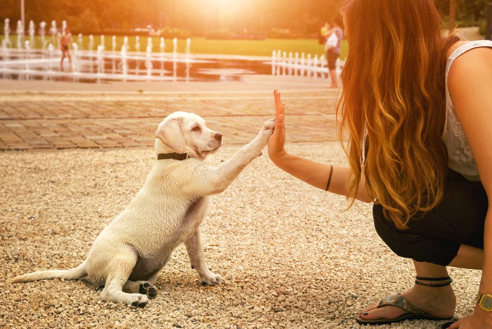 woman giving dog high five