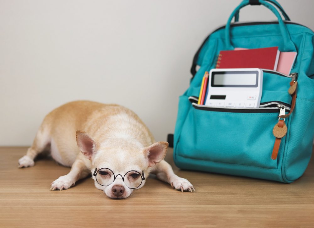 Chihuahua with glasses and backpack