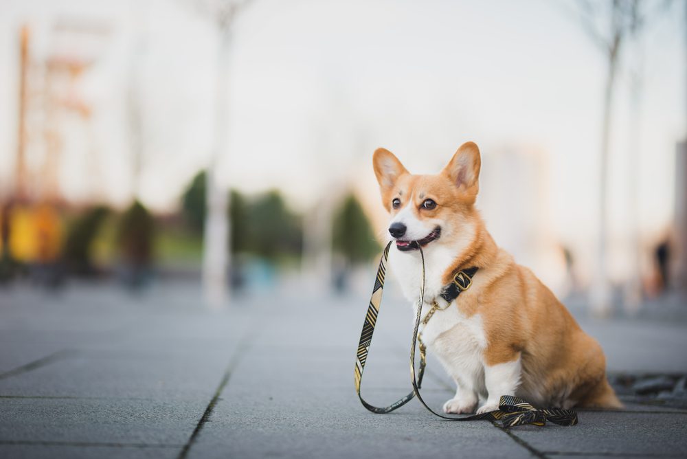 corgi holding leash in mouth