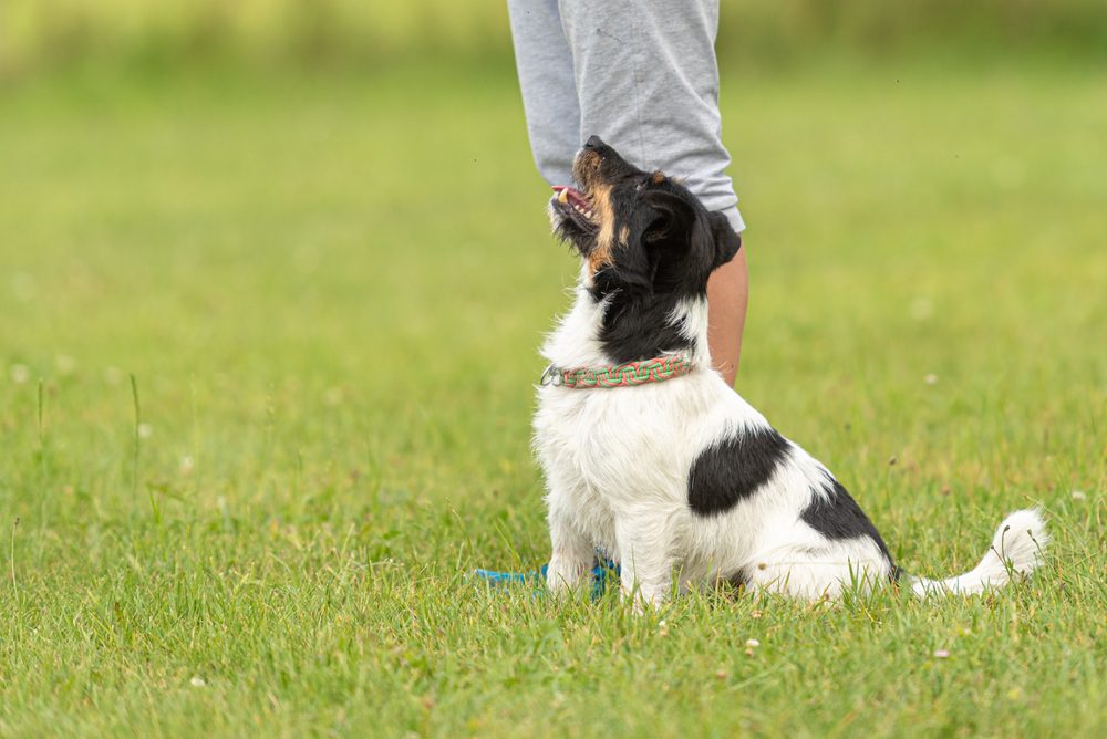 dog focused on handler