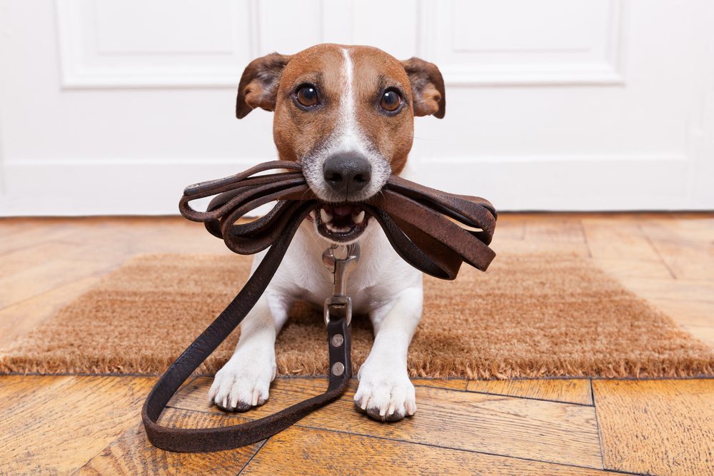 dog holding a leash