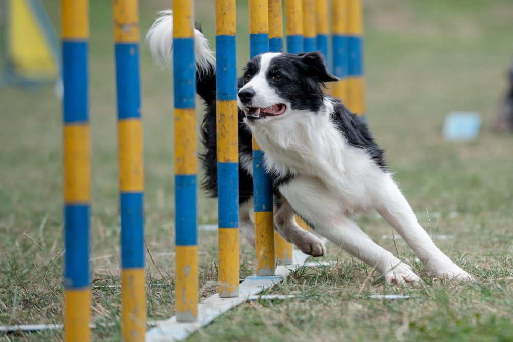 dog in agility course