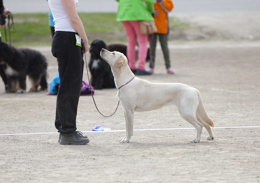 dog listening to trainer