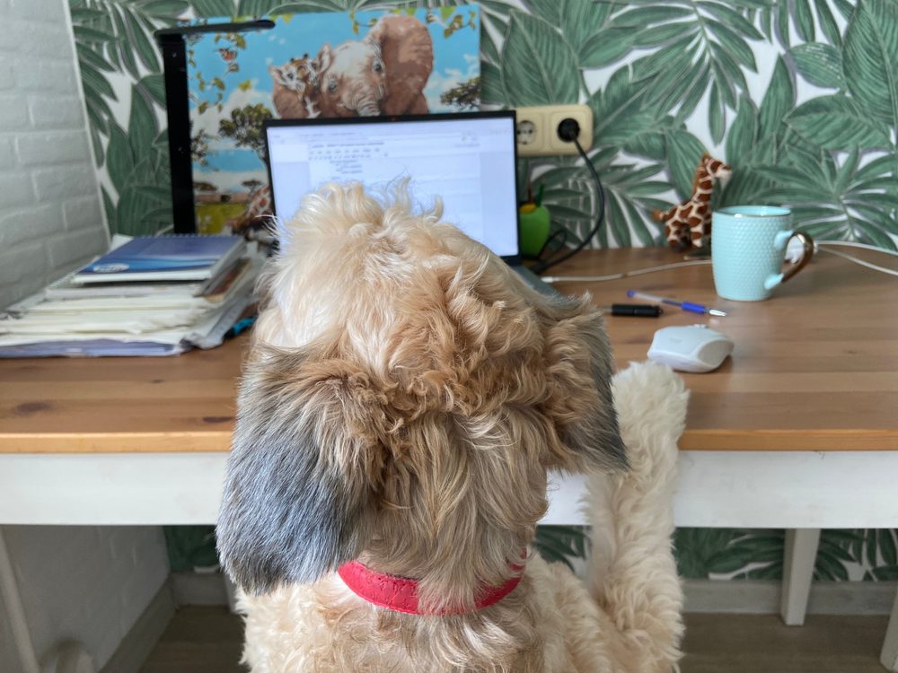 dog looking at computer