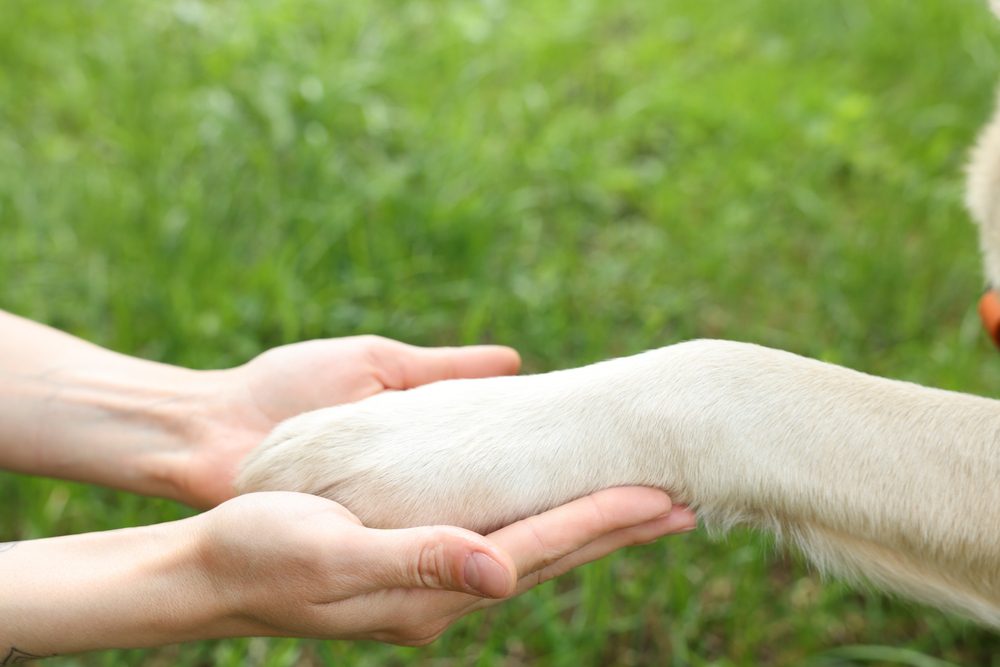 dog placing paw in hands
