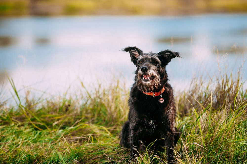 dog smiling near lake