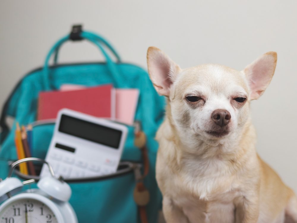 dog with backpack in background