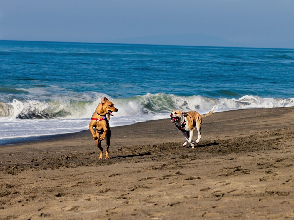 dogs playing at beach