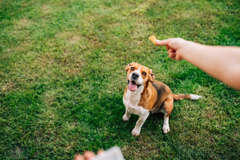 happy dog waiting for treat