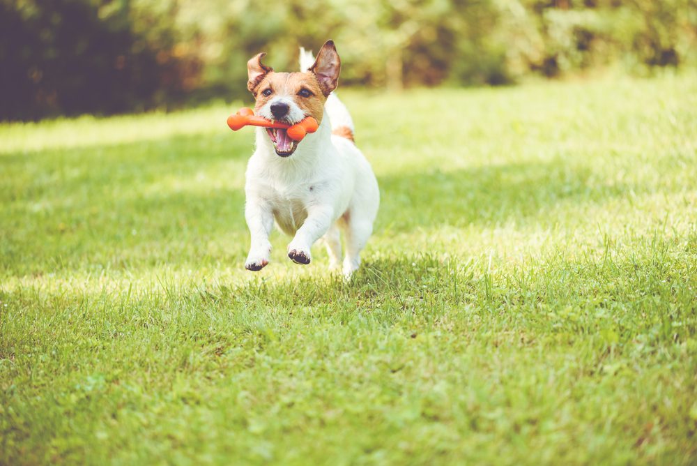 jack russell terrier running with toy