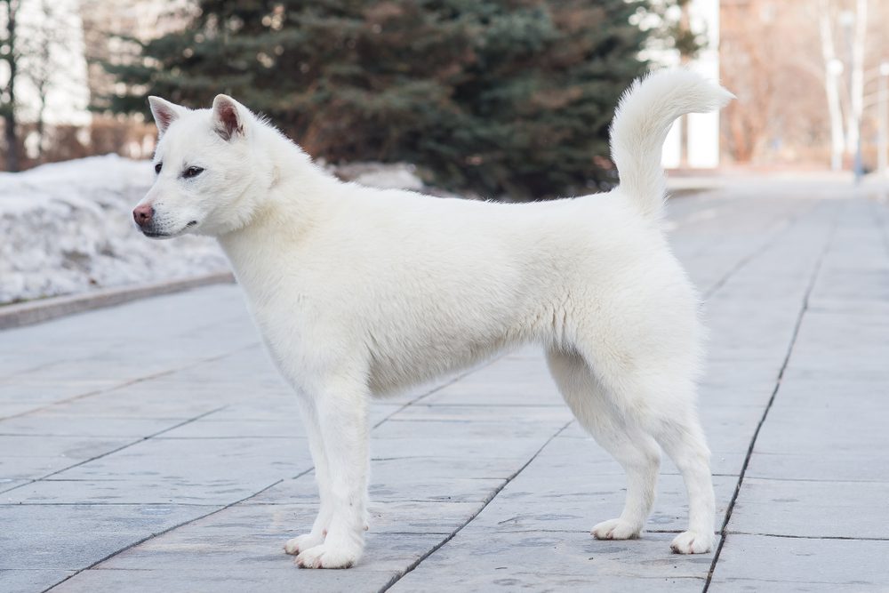 Small white japanese sales dog