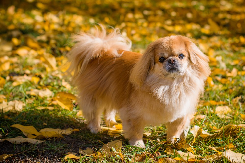 Dog breeds best sale with fluffy tails