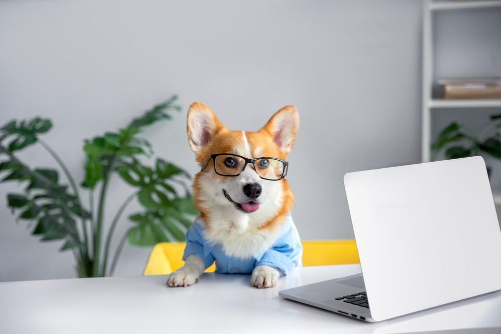 puppy at computer