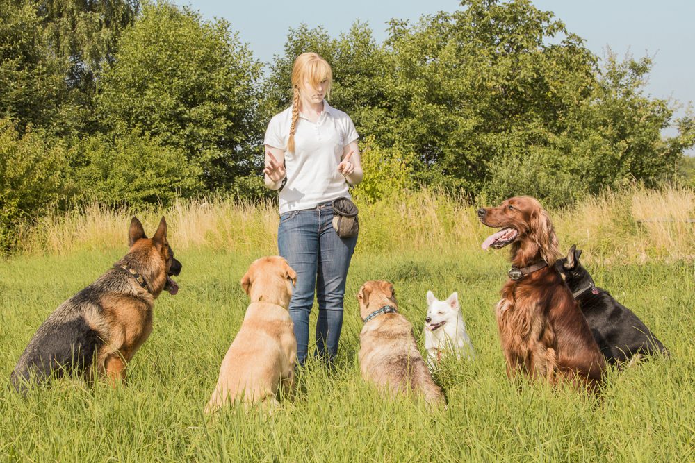trainer training five dogs outside