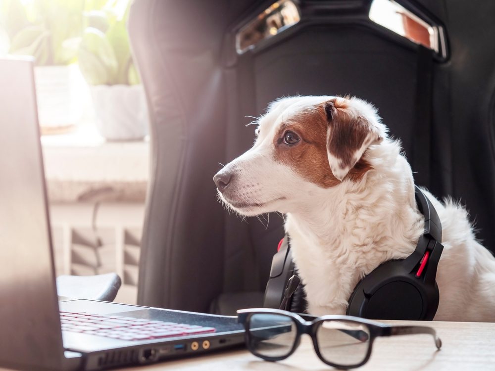 white dog looking at a laptop