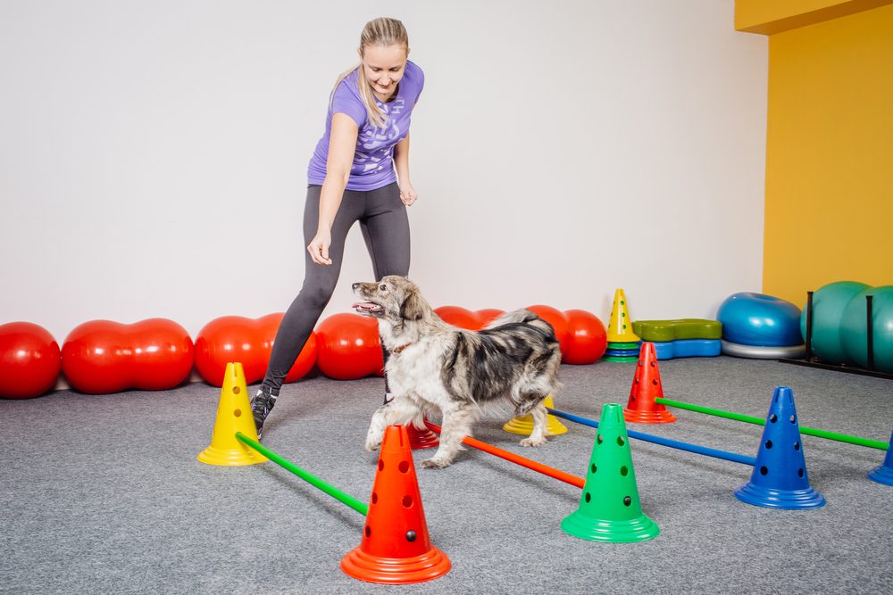 woman training dog in agility