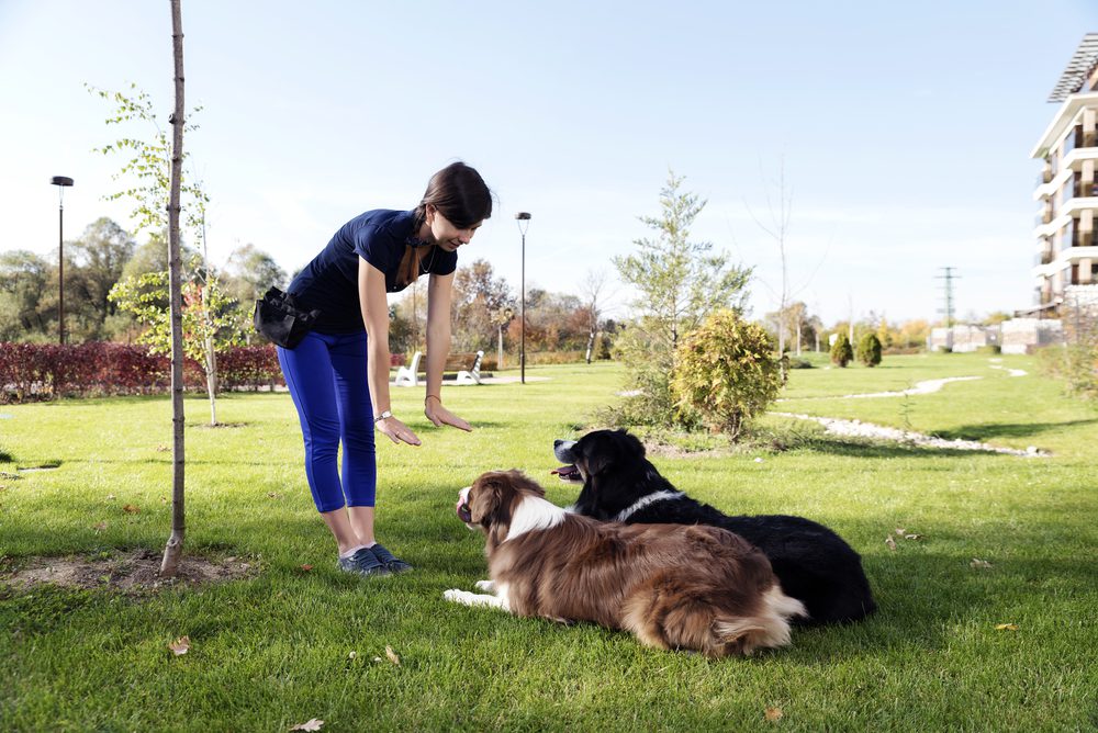 woman training two dogs in park