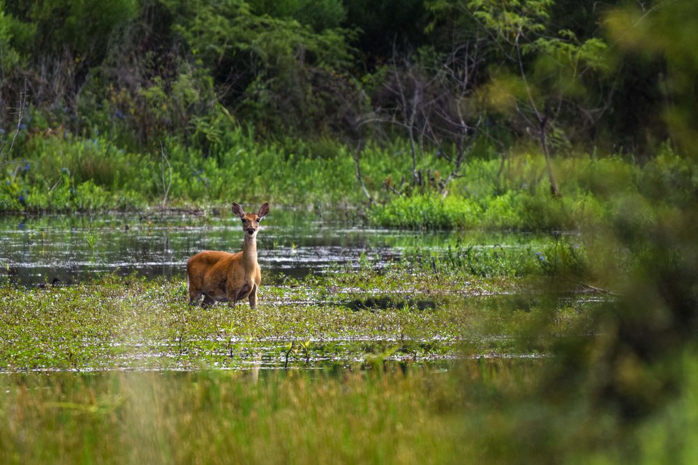 deer standing by pearland creek