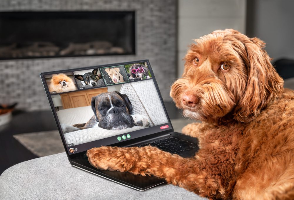 labradoodle on video conference with other dogs