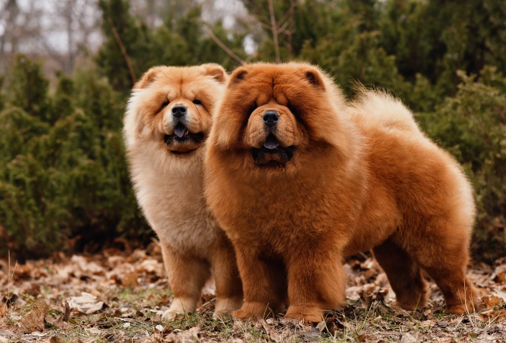 20 Big Fluffy Dog Breeds - Big Fluffy Dogs