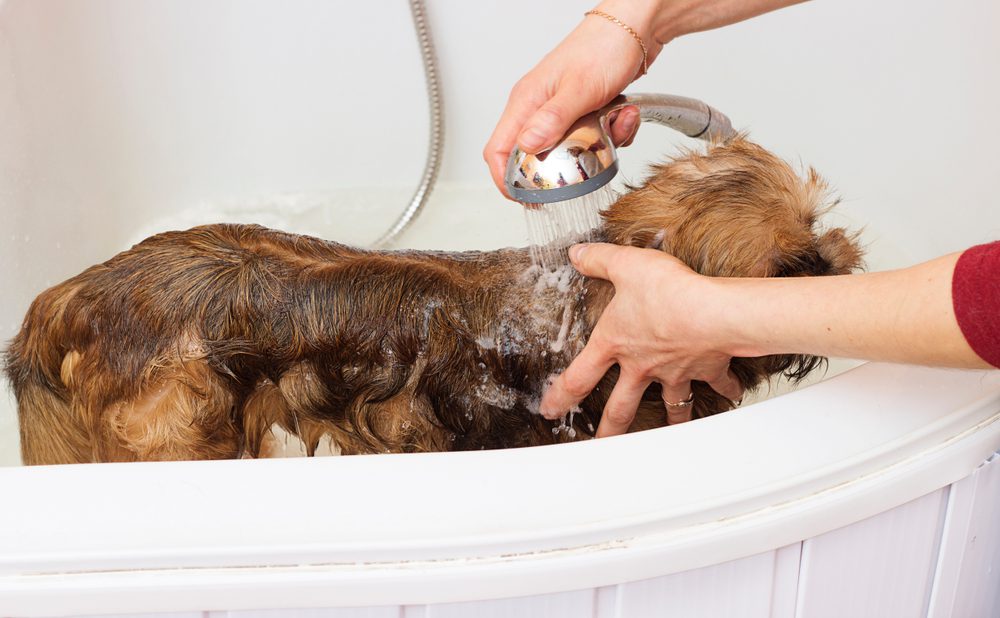 brussels griffon bathing