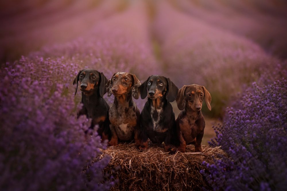 cute miniature dachshunds in flowers