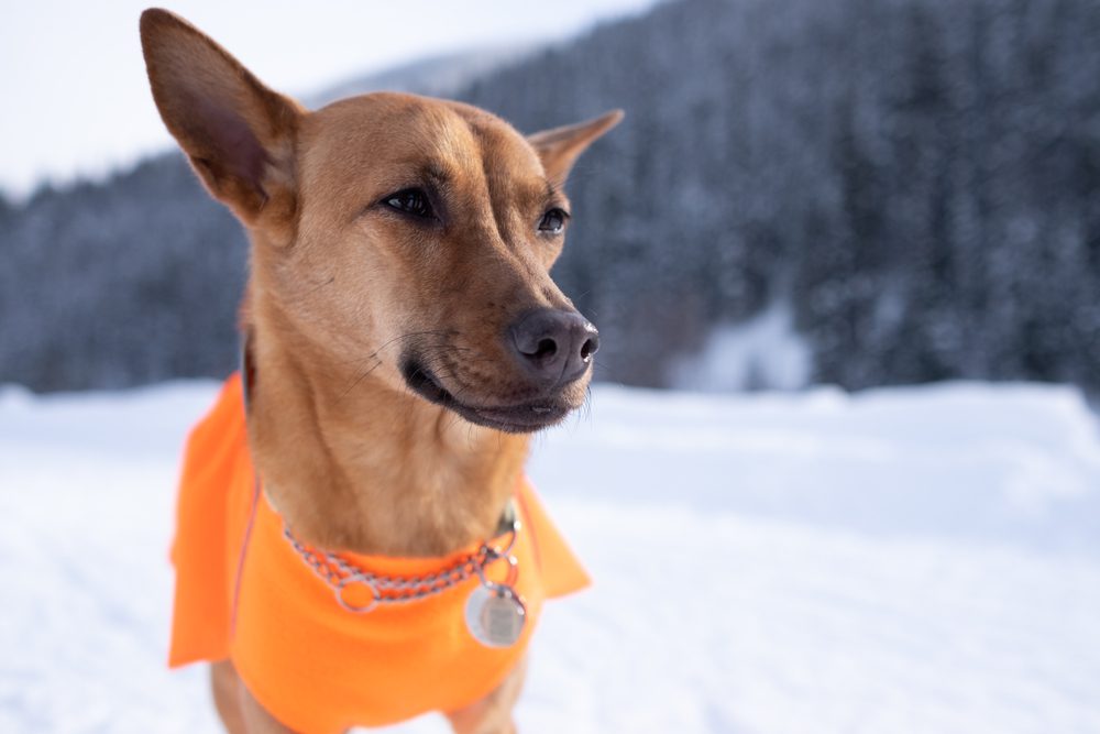 formosan mountain dog on snow