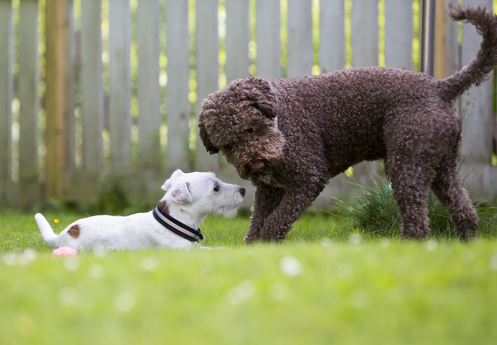 lagotto romagnolo playing with dog