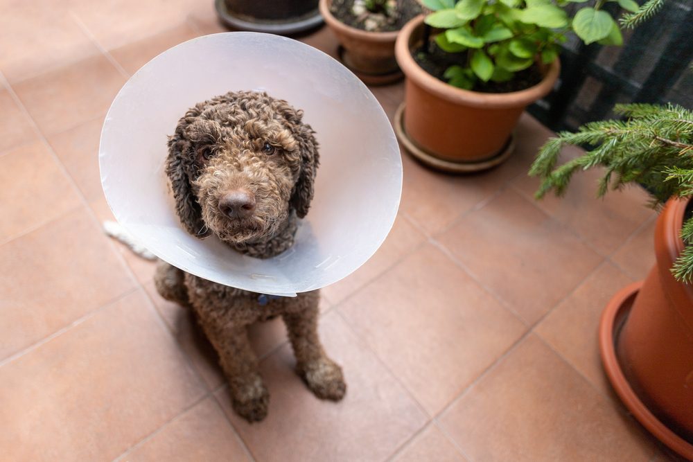 lagotto romagnolo wearing cone