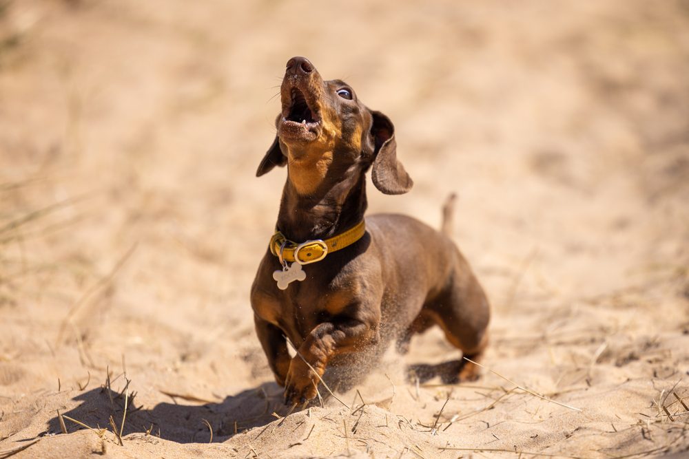 are miniature dachshund the most intelligent dogs