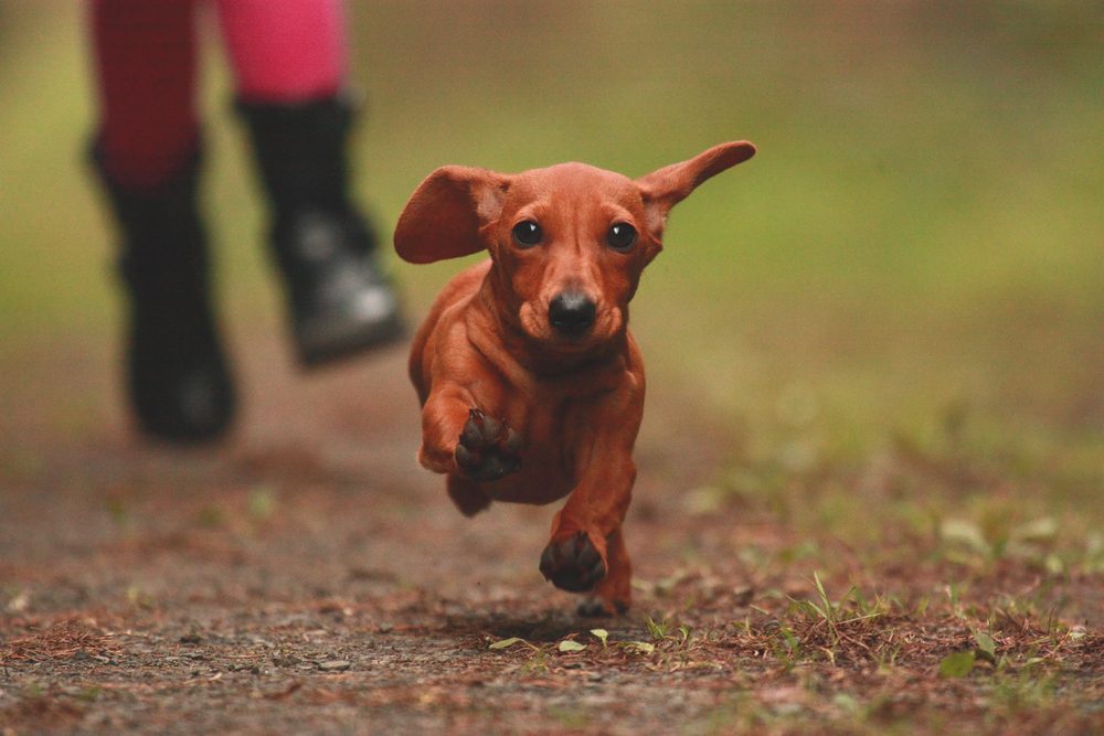miniature dachshund running