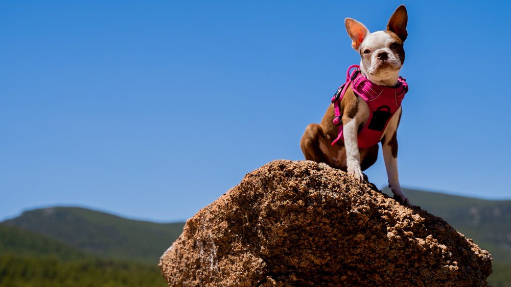 pink harnessed frenchton sits on stone
