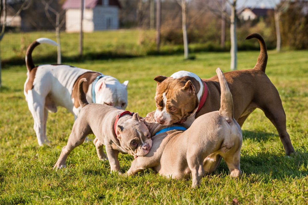 American Pocket Bully: Temperament, Appearance, & Care - PawSafe