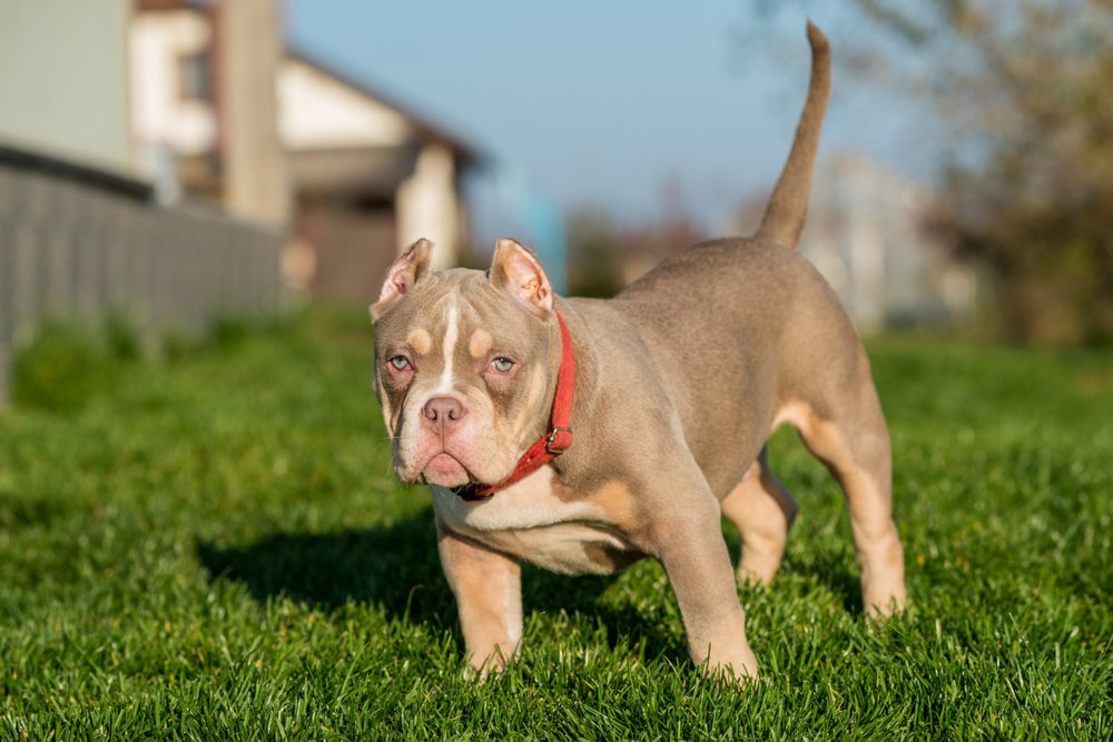 pocket bully on grass