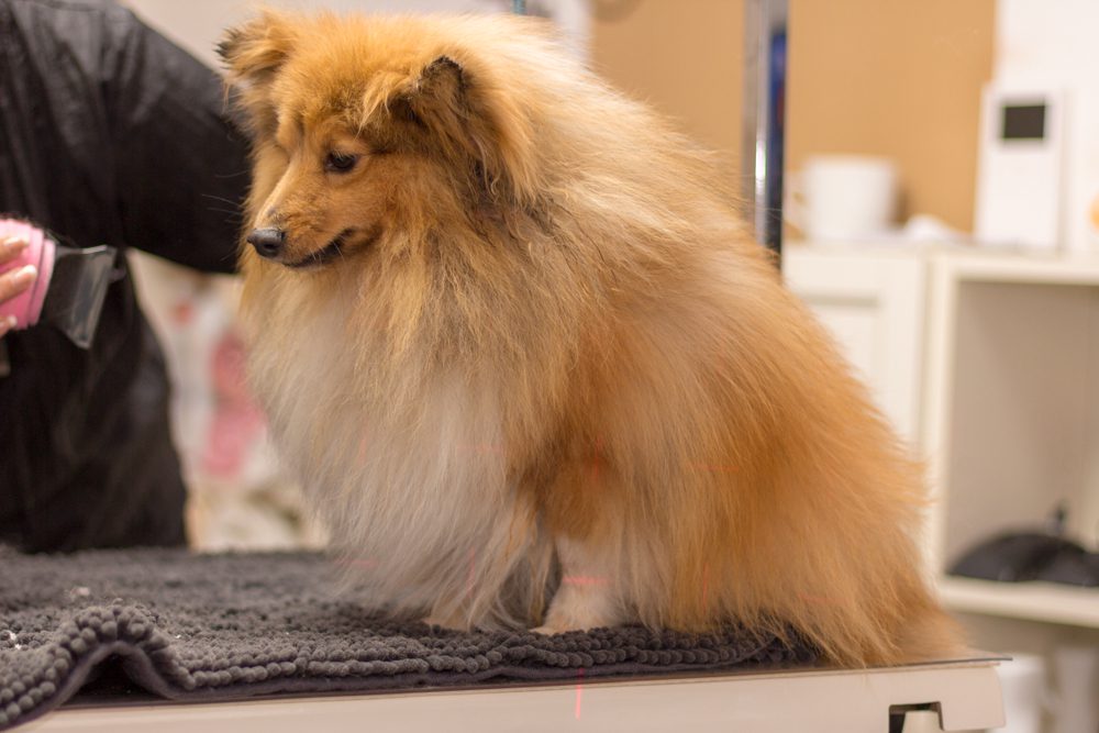 sheltie at the groomer