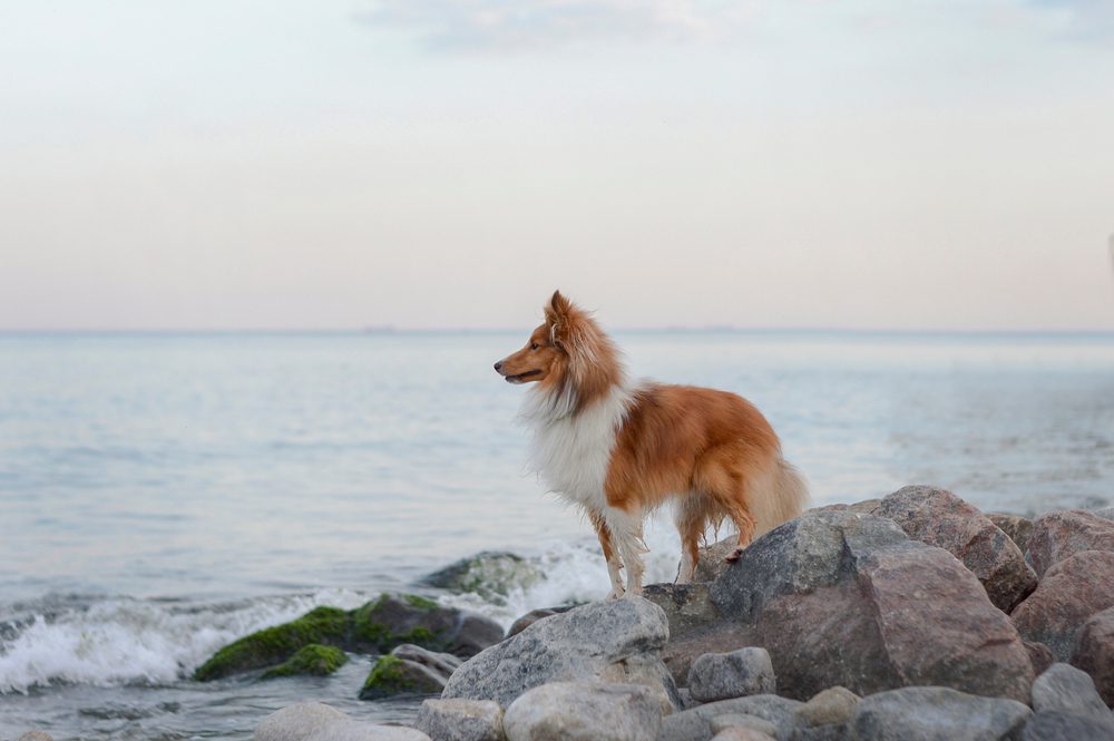 sheltie watching the sea