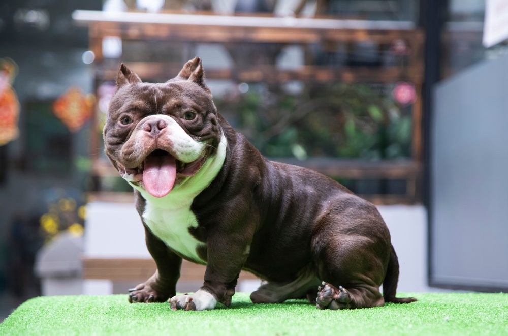smiling exotic bully