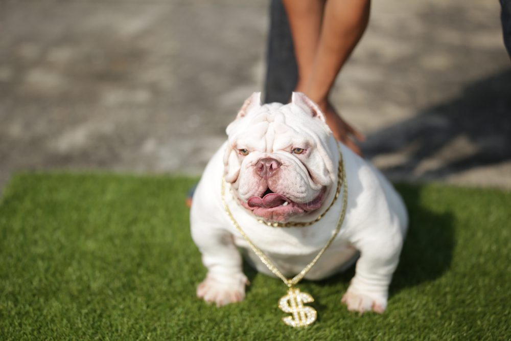 American store bulldog micro