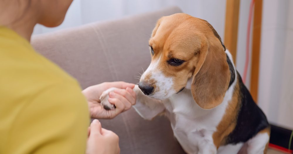 woman training a dog