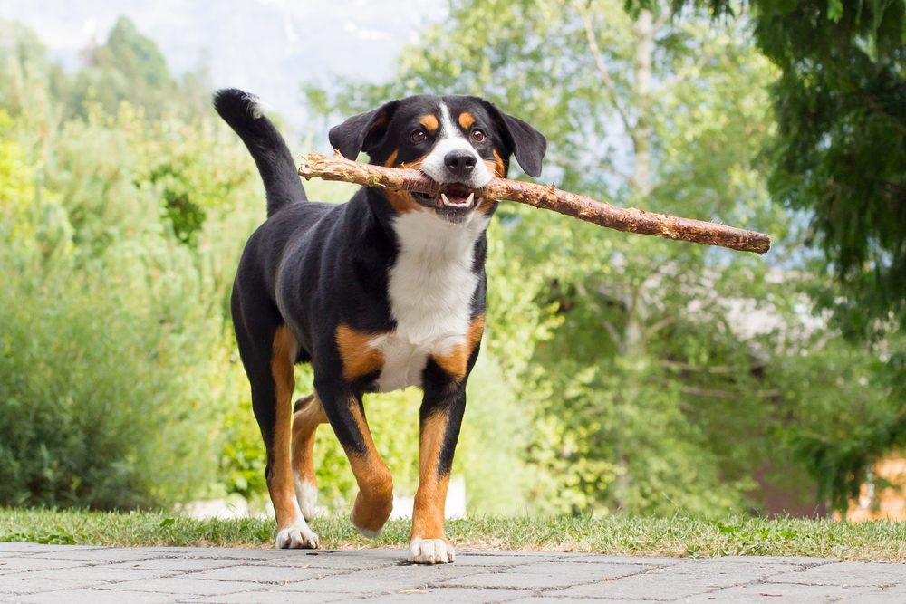 appenzeller sennenhund happily carries a stick