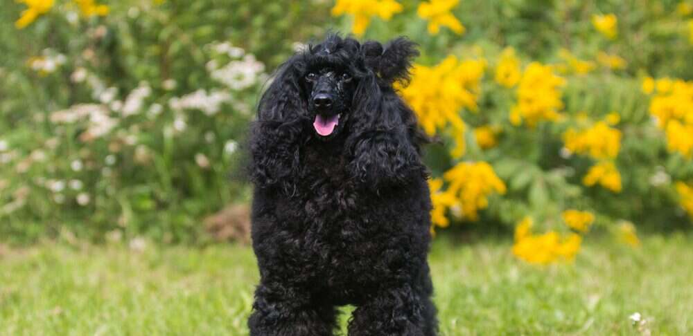 black moyen poodle outdoors in grass