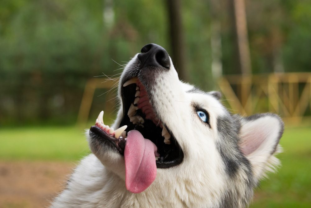 what breeds make a miniature husky