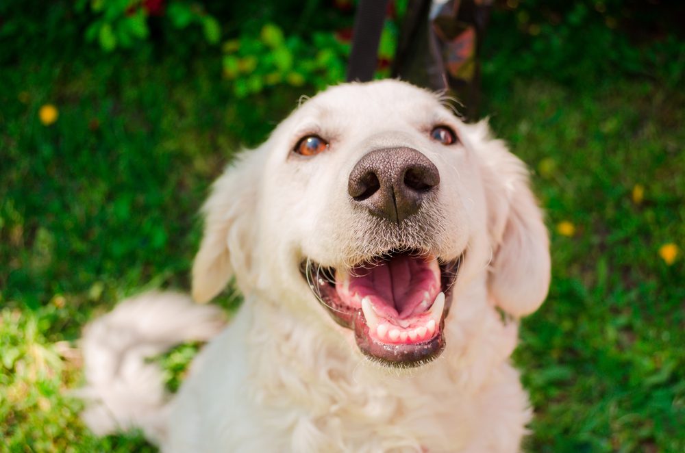 close up of open mouthed kuvasz