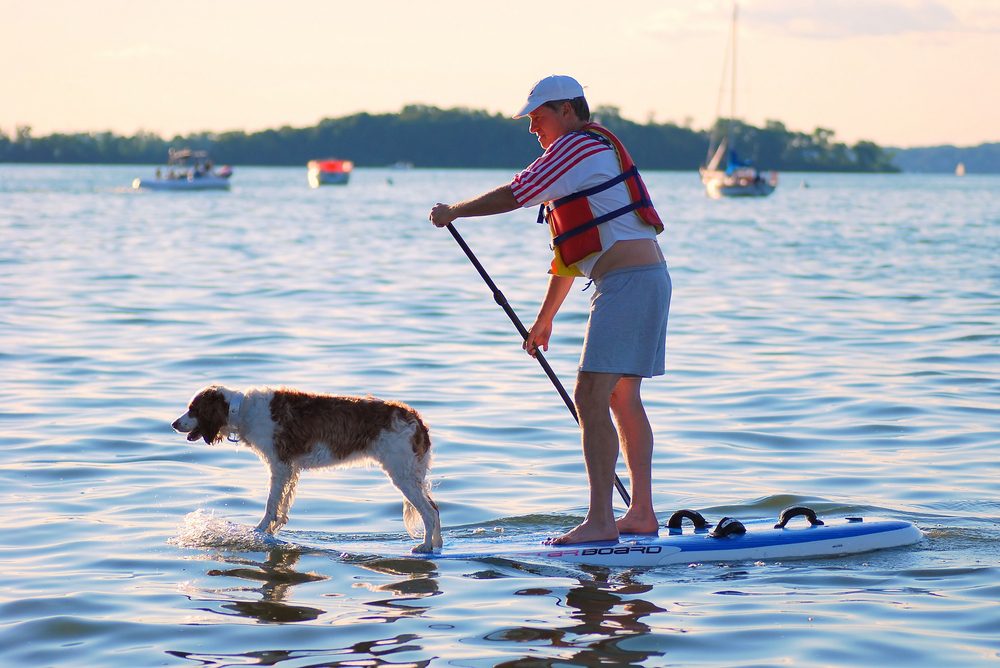 dog paddleboards with owner
