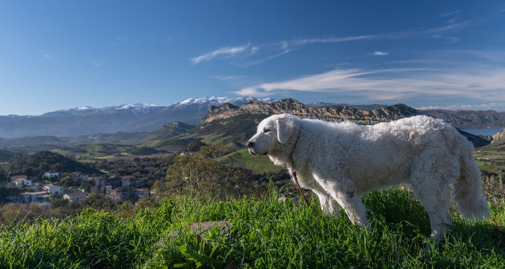 kuvasz stands before mountain backdrop