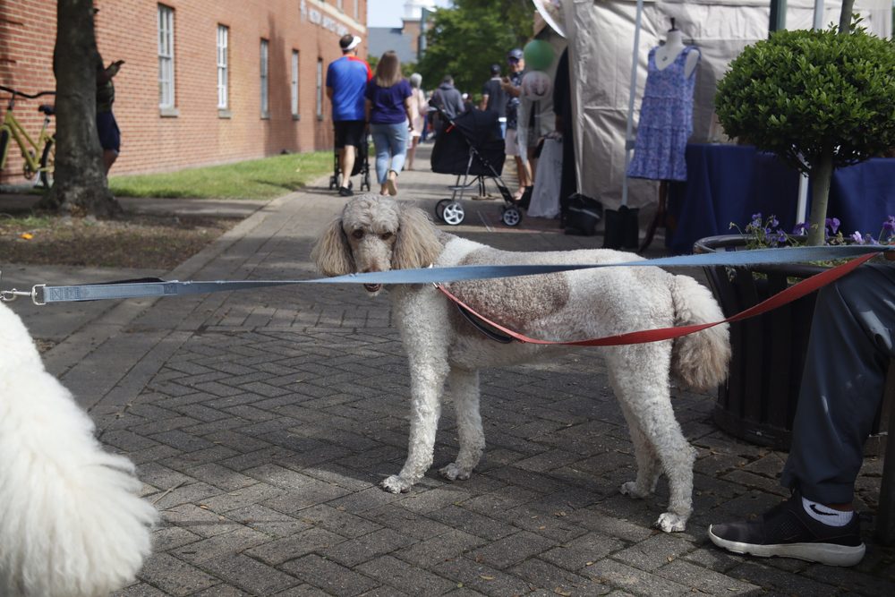 poodle at newport news street festival