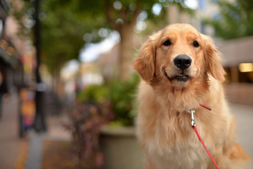 retriever stands on downtown street